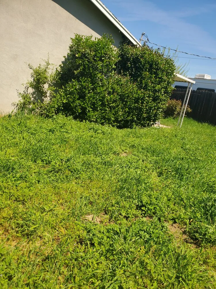 Top-rated landscape design in Hughson, CA by Negrete's Lawn Care & Landscaping