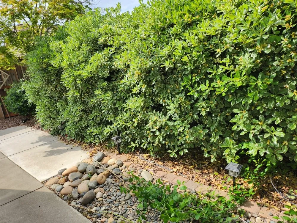 Expert garden landscaping in Hughson, CA - Negrete's Lawn Care & Landscaping