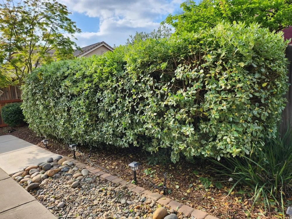 Top-rated landscaping services experts serving Hughson, CA - Negrete's Lawn Care & Landscaping