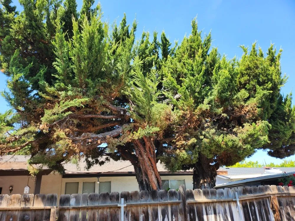 Local yard maintenance in Hughson, CA - Negrete's Lawn Care & Landscaping