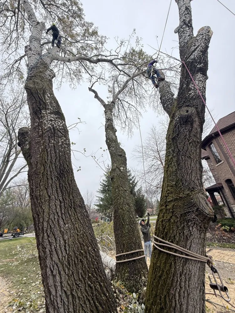 Top-rated yard cleanup service in Palatine, IL by Neighbor Tree Service