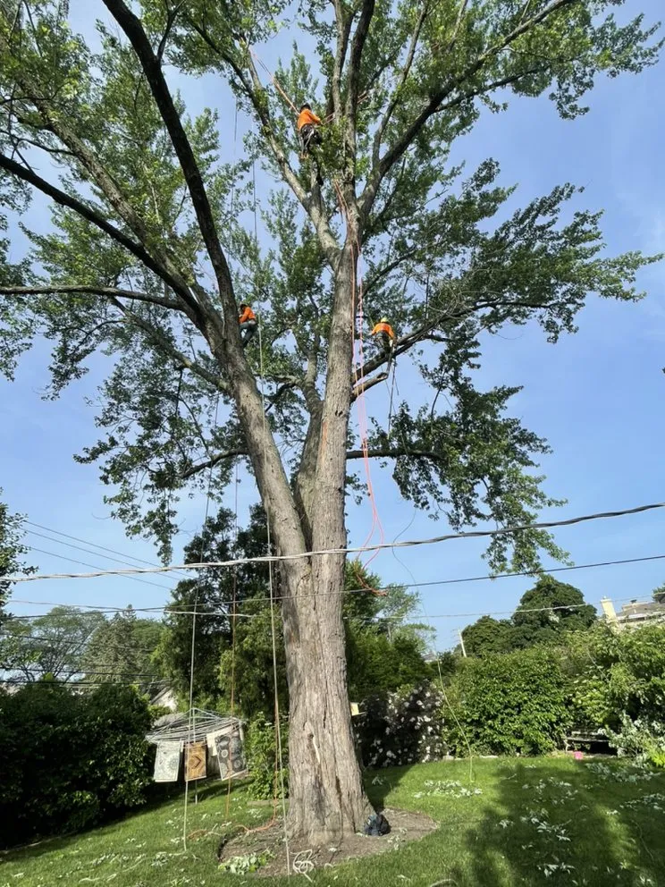 Reliable yard cleanup service in Palatine, IL - Neighbor Tree Service