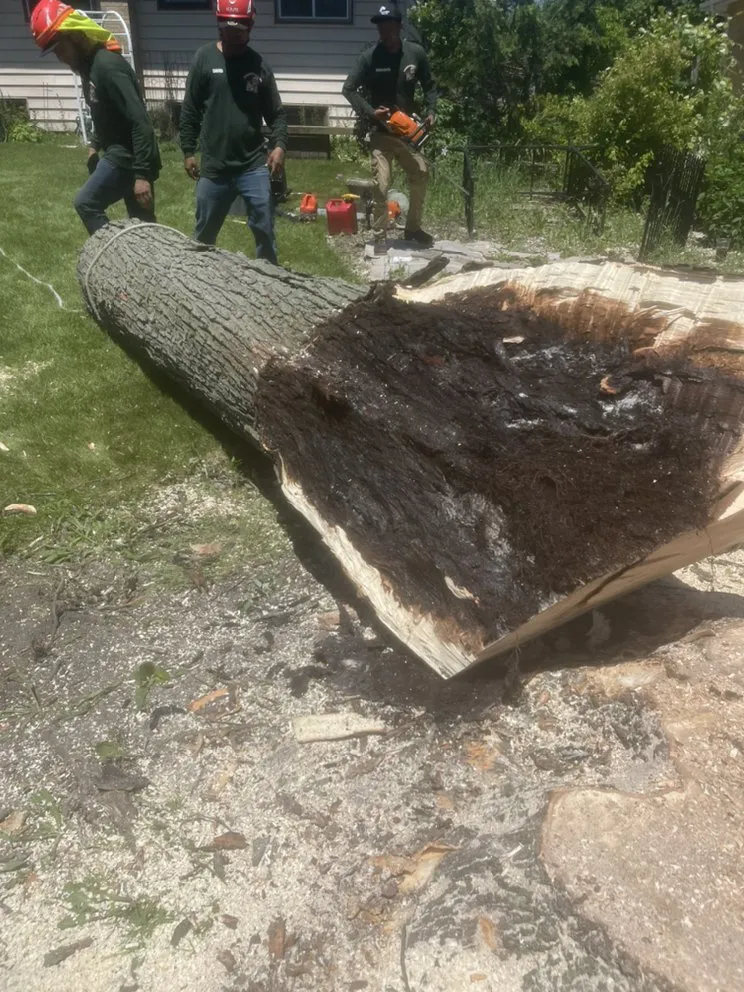 Top-rated yard cleanup service in Palatine, IL - Neighbor Tree Service