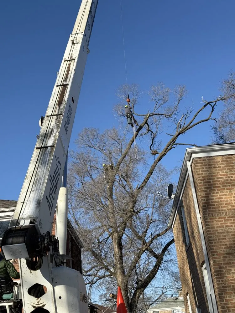 Expert residential landscaping in Palatine, IL - Neighbor Tree Service