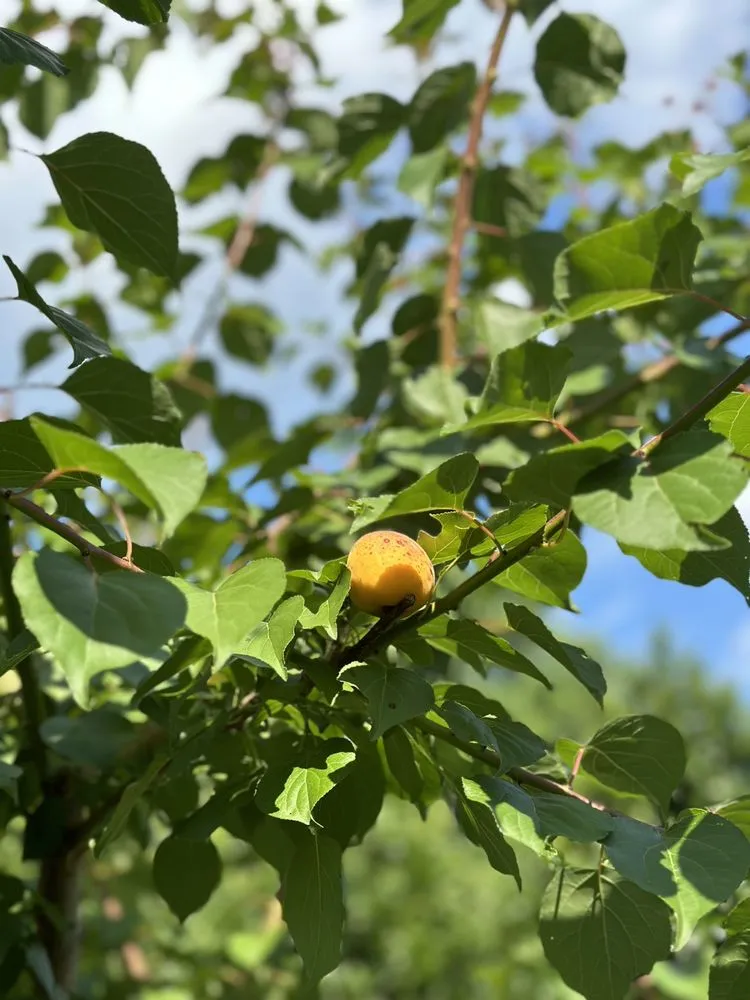 Custom landscape installation in Raleigh, NC by Neighborhood Foodscapes & Lawn