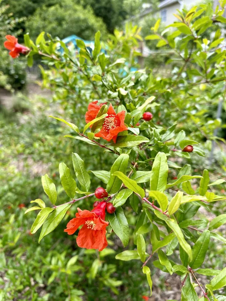 Trusted landscaping services in Raleigh, NC by Neighborhood Foodscapes & Lawn