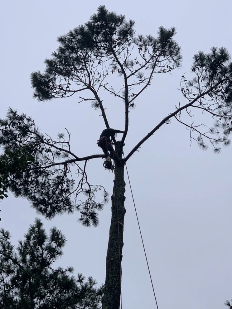 Custom lawn care service in Stone Mountain, GA by Neighborhood Lawn Care