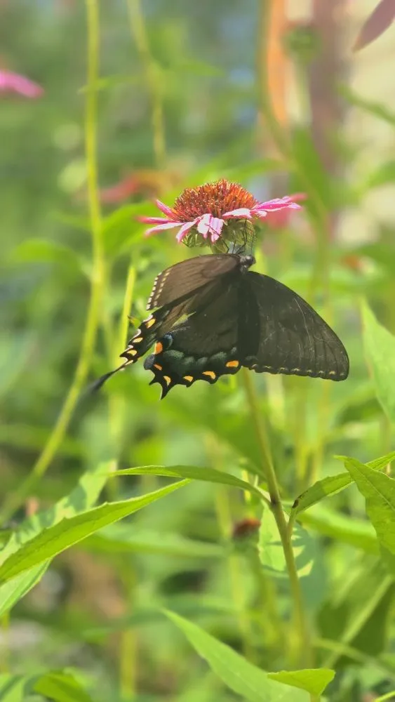 Trusted yard cleanup service for residential properties across Lakewood, OH - Neighborhood Nurturer