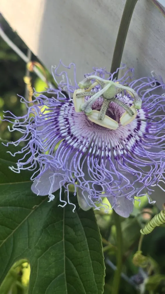 Affordable residential landscaping for homes across Lakewood, OH - Neighborhood Nurturer