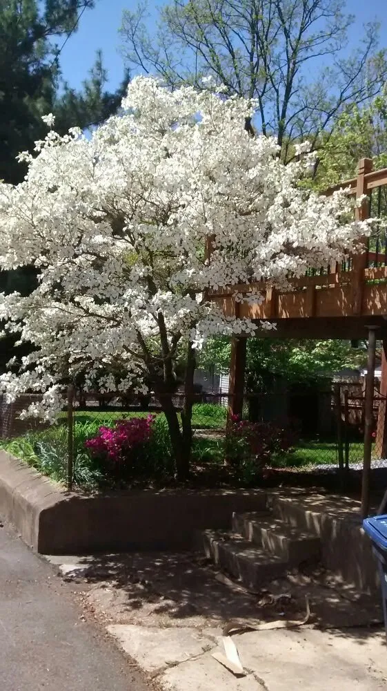 Professional landscape design in Washington DC, DC by Neighborly Lawns