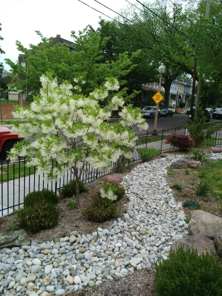 Affordable residential landscaping in Washington DC, DC by Neighborly Lawns