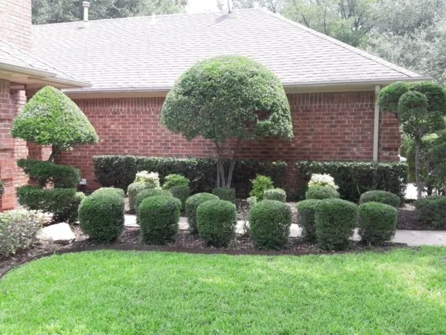 Top-rated yard cleanup service experts serving Lavon, TX - Neighbors Lawn Care