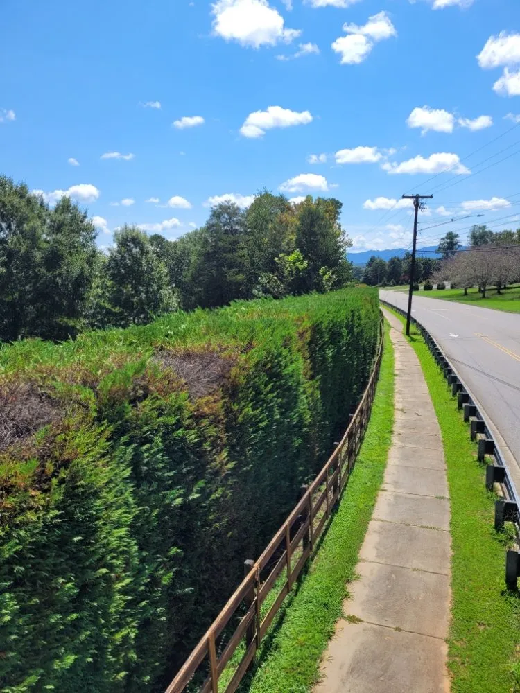 Reliable yard cleanup service near you in Morganton, NC by Neighbor's Lawn Care