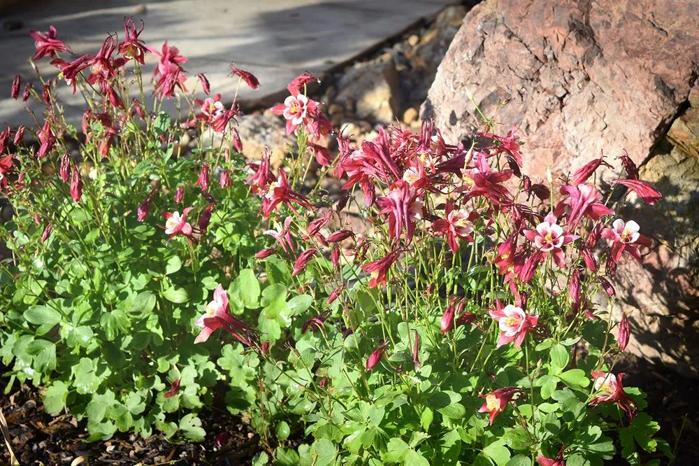 Local lawn mowing service with custom design across Silverthorne, CO - Neils Lunceford