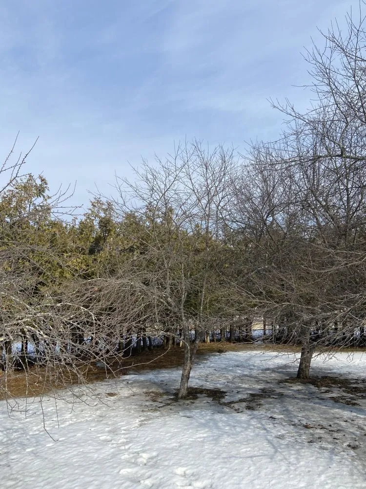 Trusted residential landscaping in Orleans, VT by NEK Tree Workz