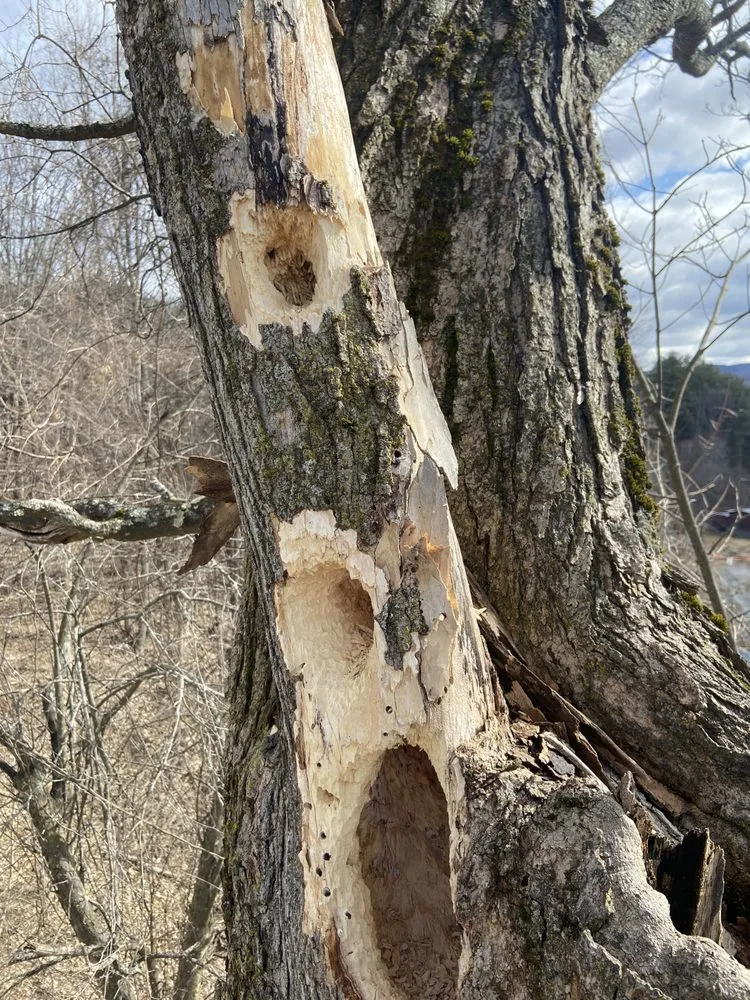 Local yard maintenance in Orleans, VT by NEK Tree Workz