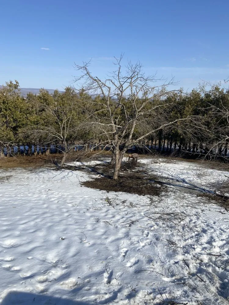 Expert yard cleanup service in Orleans, VT by NEK Tree Workz