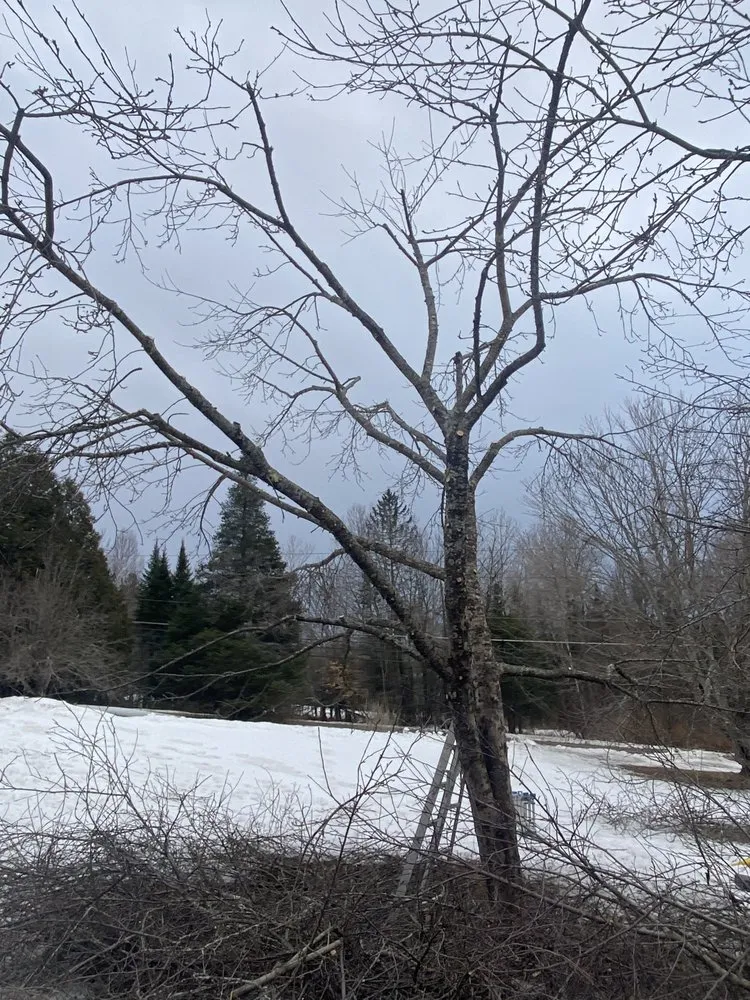 Affordable lawn mowing service in Orleans, VT by NEK Tree Workz
