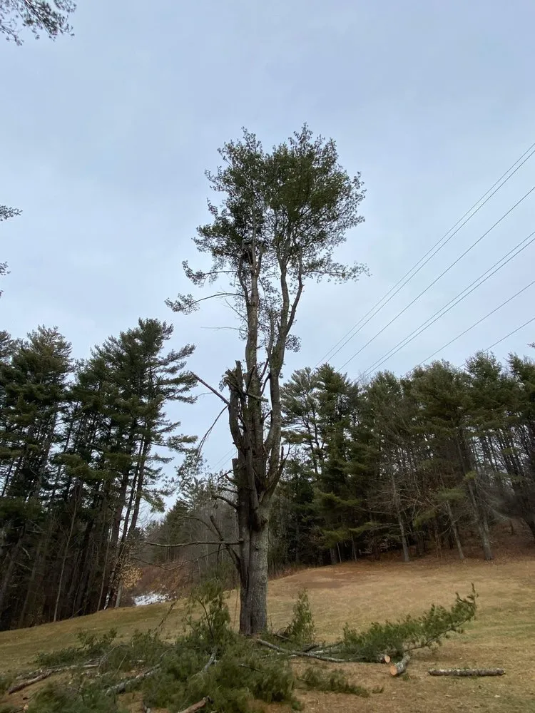 Custom yard cleanup service for outdoor upgrades in Orleans, VT by NEK Tree Workz