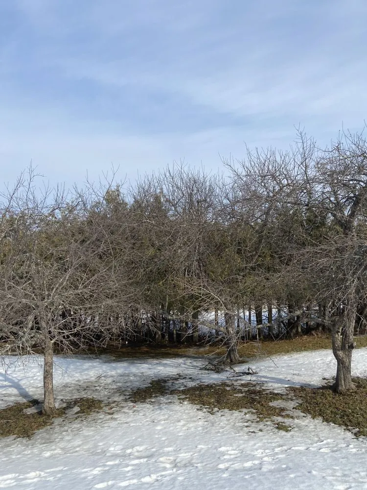 Trusted landscape design near you in Orleans, VT by NEK Tree Workz