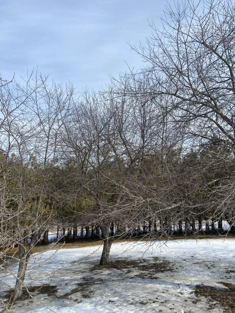 Affordable landscape installation for year-round maintenance in Orleans, VT by NEK Tree Workz