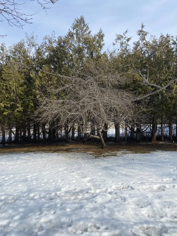 Affordable landscape installation in Orleans, VT by NEK Tree Workz