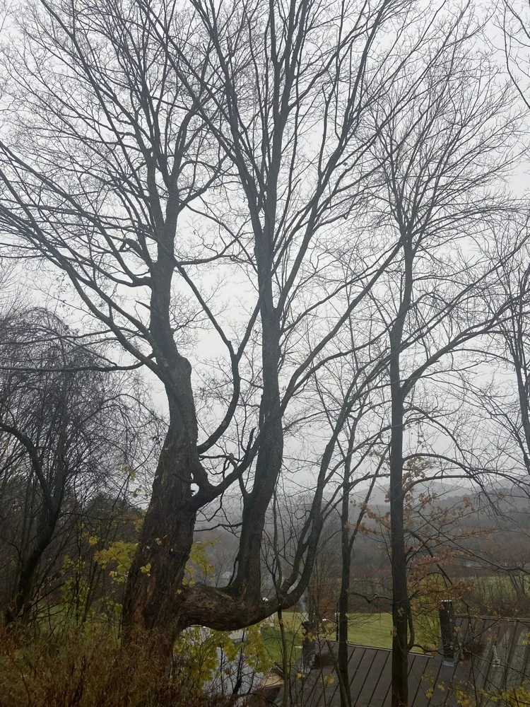 Expert landscape installation experts serving Orleans, VT - NEK Tree Workz