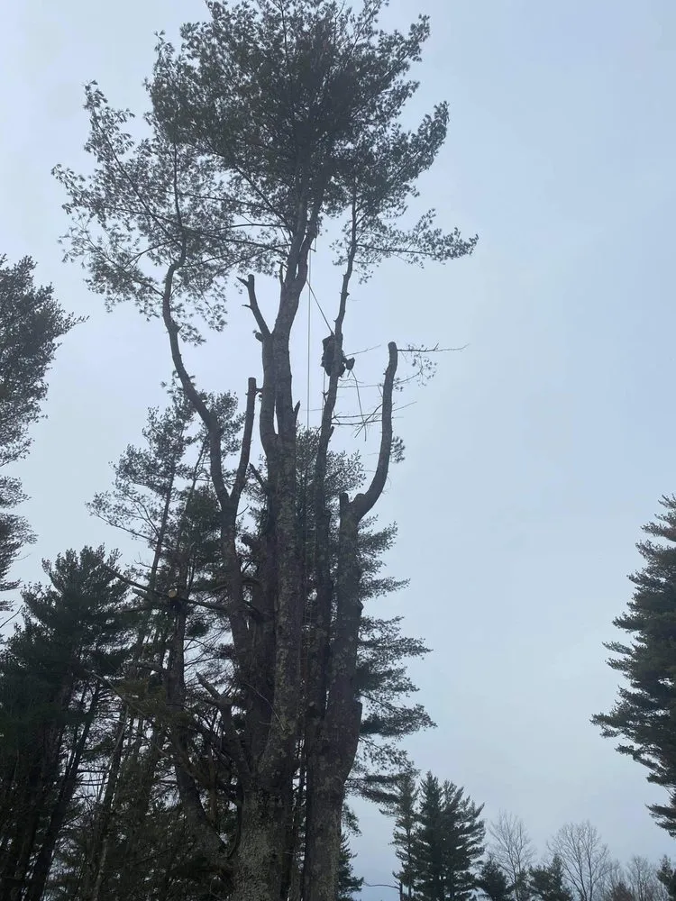 Reliable landscape installation for homes in Orleans, VT by NEK Tree Workz