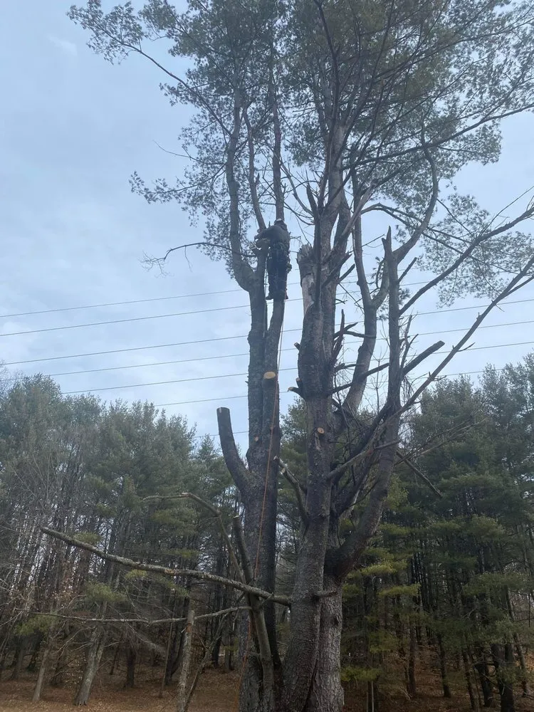 Professional yard maintenance in Orleans, VT - NEK Tree Workz