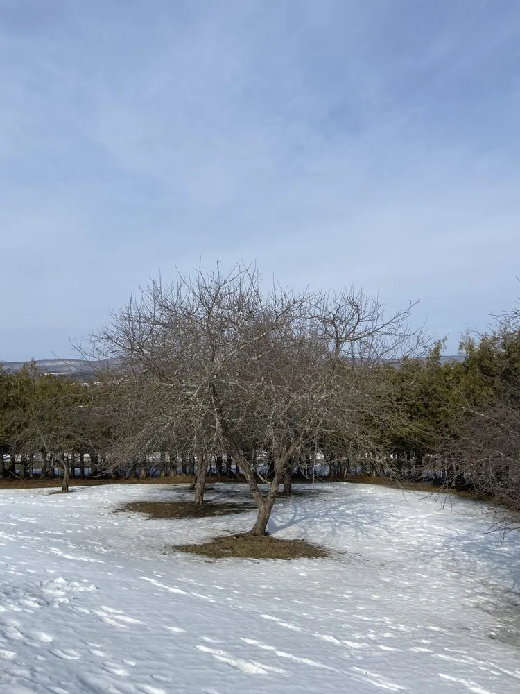 Affordable yard cleanup service for homes across Orleans, VT - NEK Tree Workz