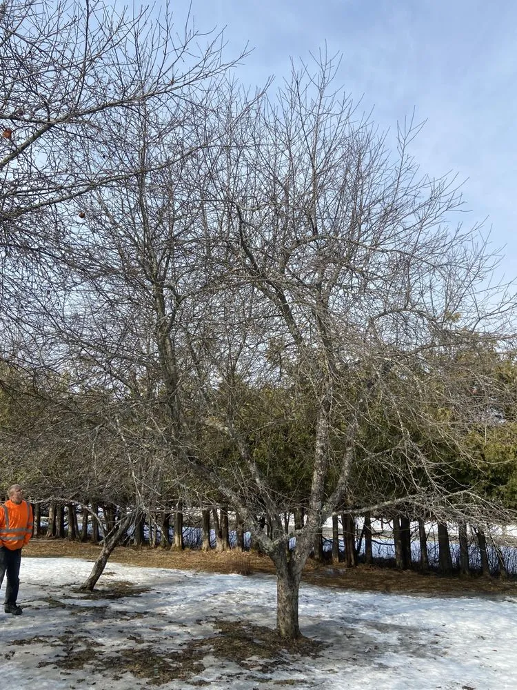 Reliable landscape installation for outdoor upgrades across Orleans, VT - NEK Tree Workz