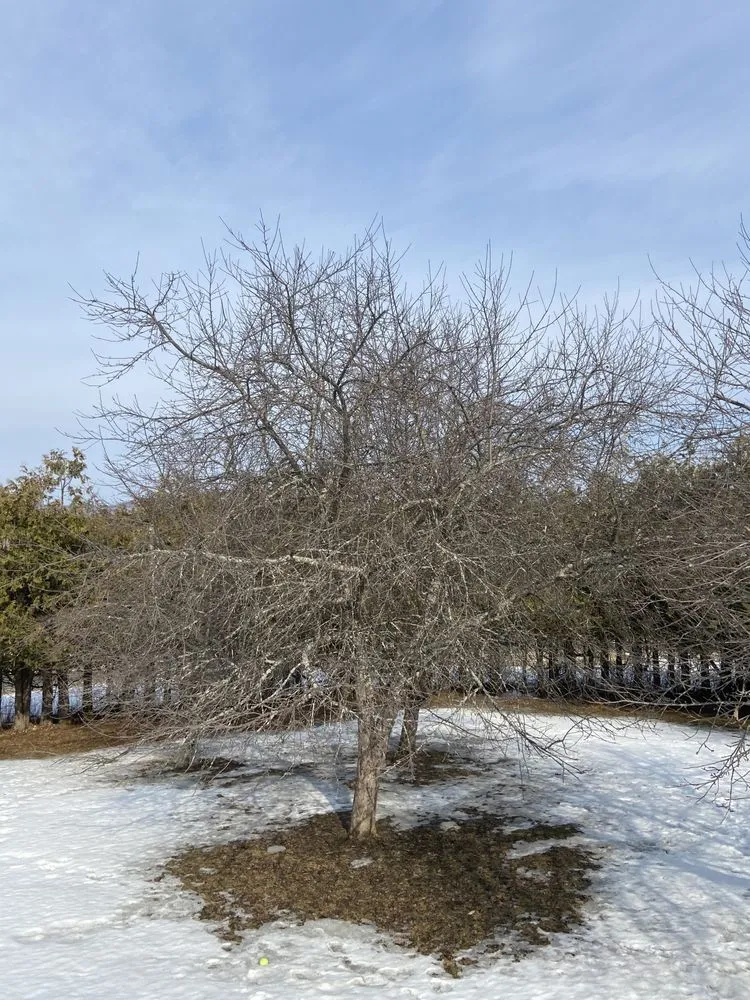 Reliable yard cleanup service in Orleans, VT - NEK Tree Workz