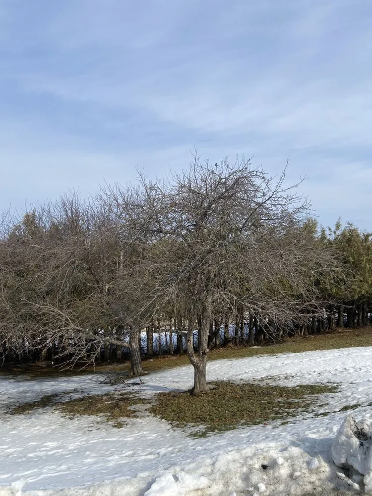 Affordable lawn care service in Orleans, VT - NEK Tree Workz