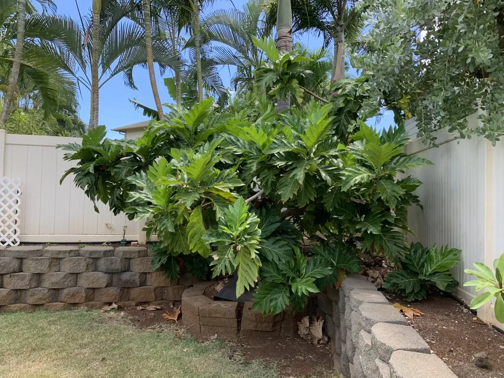 Professional outdoor landscaping in Mililani, HI by Nell’s Yard Services