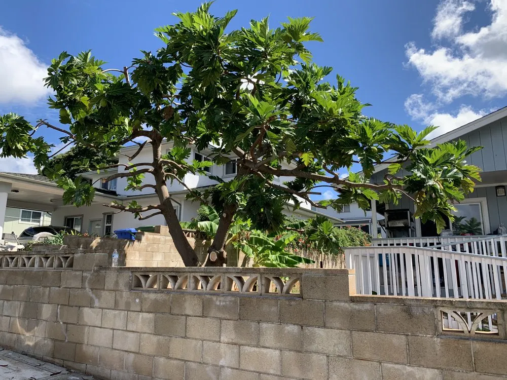 Affordable landscape design experts serving Mililani, HI - Nell’s Yard Services