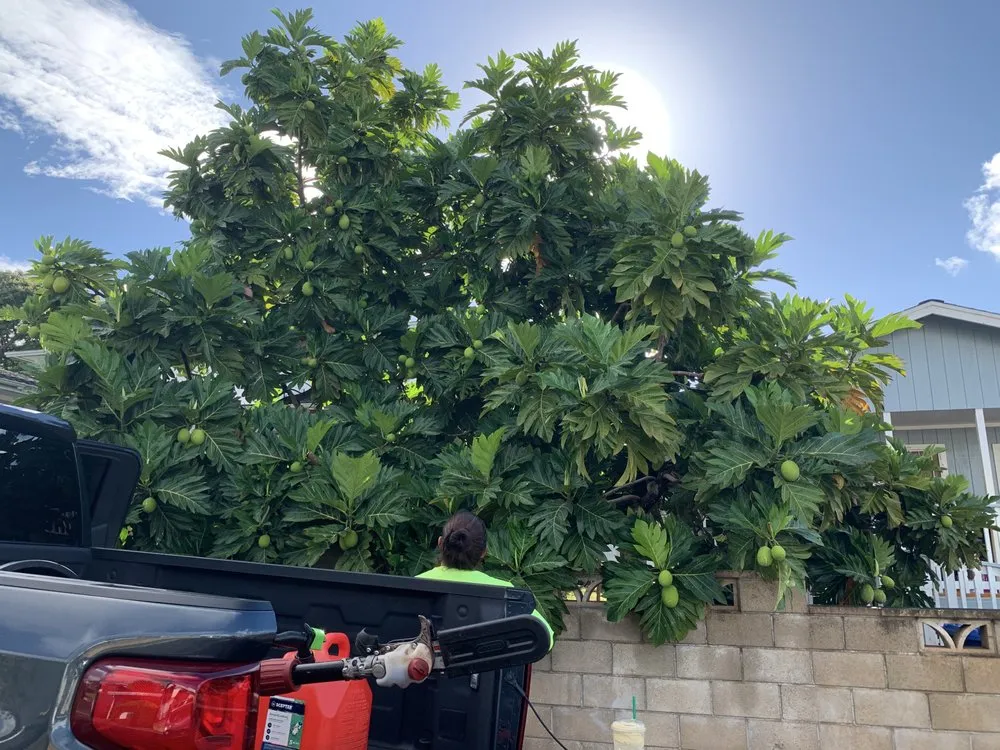 Affordable garden landscaping in Mililani, HI by Nell’s Yard Services