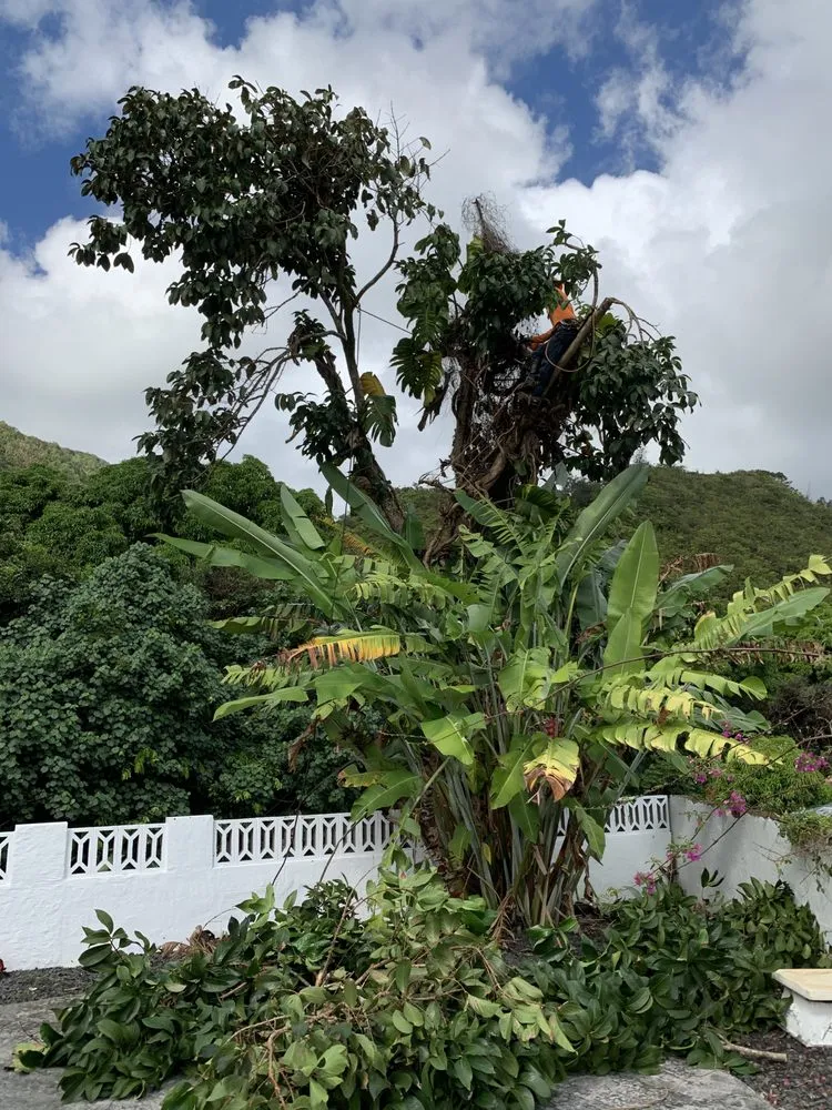 Custom lawn mowing service in Mililani, HI by Nell’s Yard Services