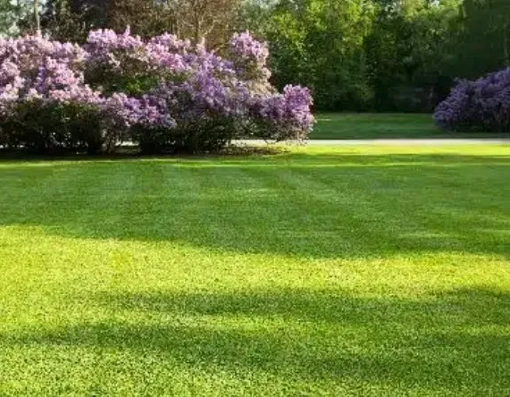 Trusted landscaping services experts serving Sonoma, CA - Nelly's Landscaping