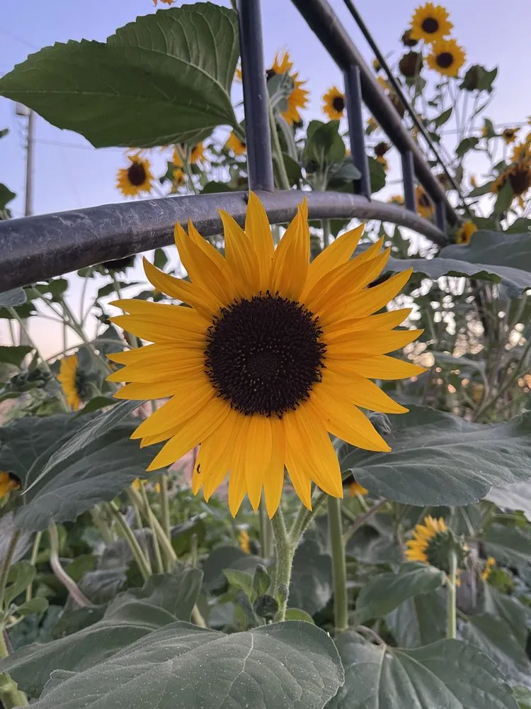 Trusted garden landscaping experts serving Wilton, CA - Nelson Landscape Management