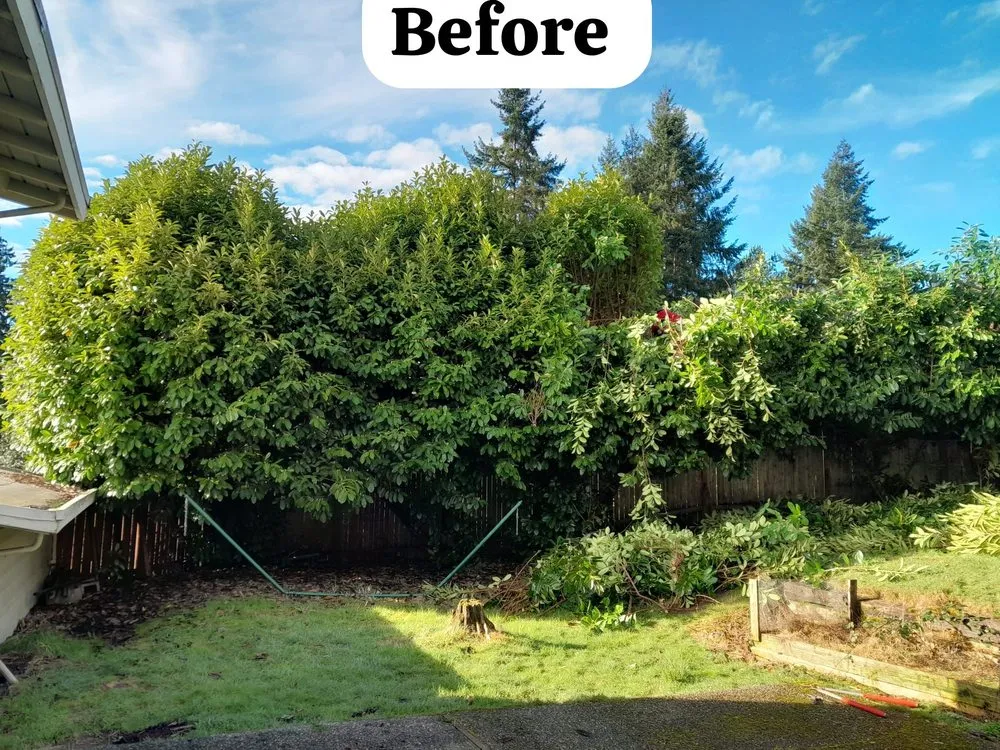 Trusted yard maintenance in Bellevue, WA - Nelson Landscaping