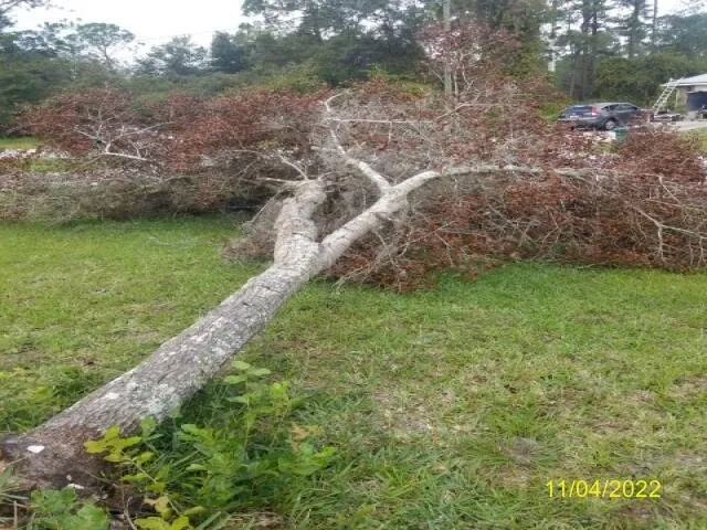 Expert yard maintenance with custom design across Cocoa, FL - Nelson Lawn Care