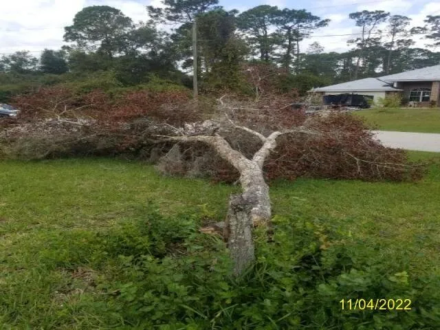 Reliable landscaping services in Cocoa, FL by Nelson Lawn Care