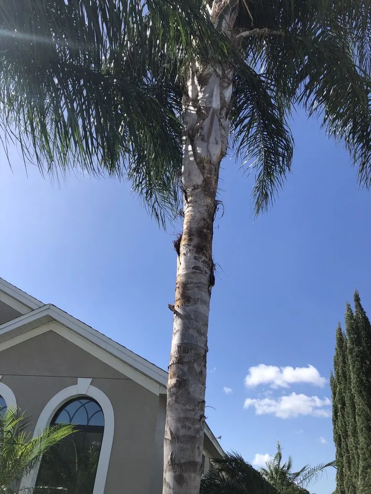 Trusted lawn care service for year-round maintenance in Cocoa, FL by Nelson Lawn Care