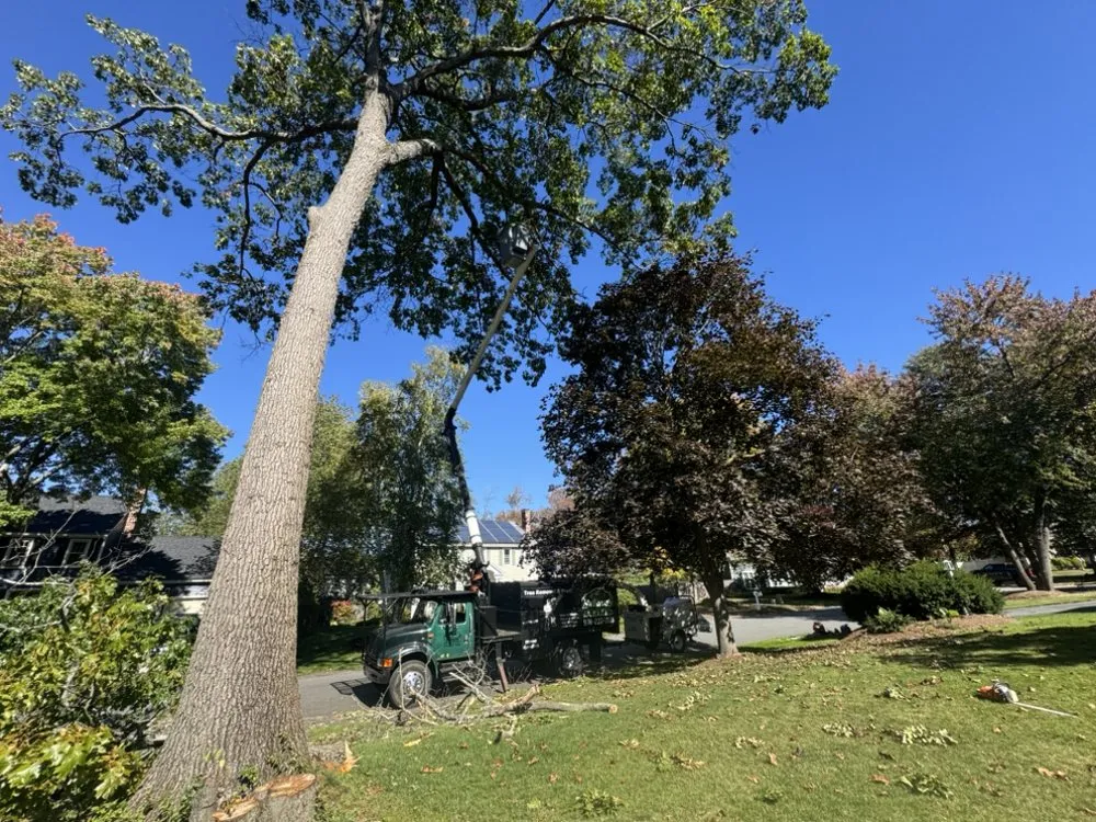 Top-rated yard maintenance in Burlignton, MA by Nelson's Hardscape & Tree Service