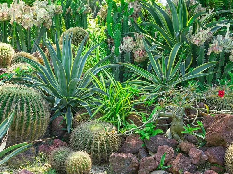 Local landscaping services experts serving Winston Salem, NC - Nelson's Irrigation & Landscaping