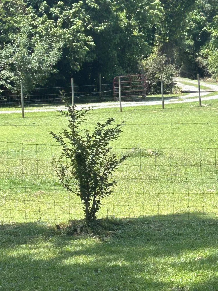 Reliable landscape installation for residential properties across Rome, GA - Nelson’s Lawn Care