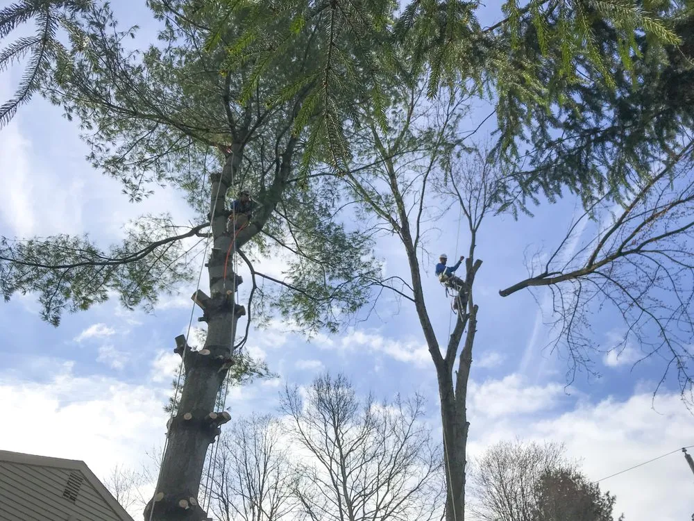 Reliable lawn care service in Nazareth, PA by Nemeth Landscape & Tree