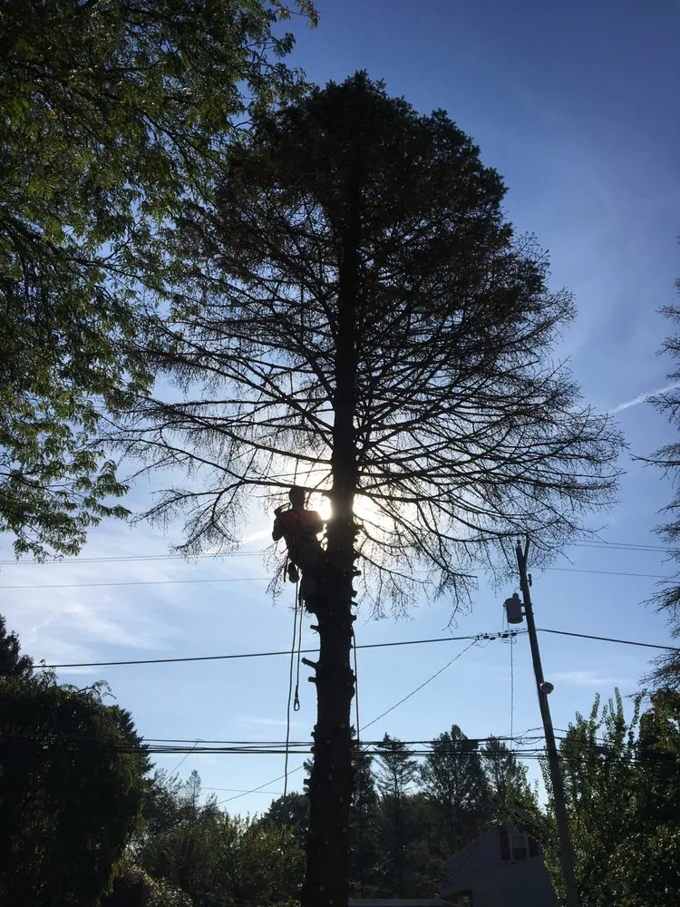 Affordable landscape design experts serving Nazareth, PA - Nemeth Landscape & Tree