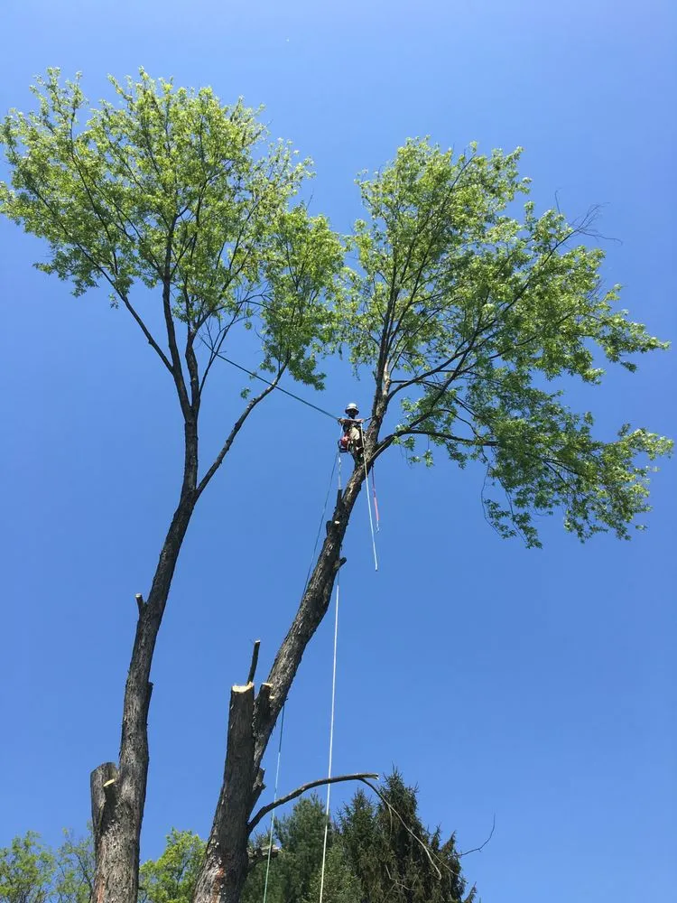 Top-rated landscape design near you in Nazareth, PA by Nemeth Landscape & Tree