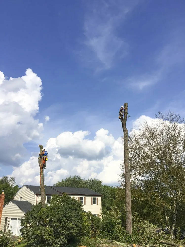 Expert yard maintenance for year-round maintenance across Nazareth, PA - Nemeth Landscape & Tree